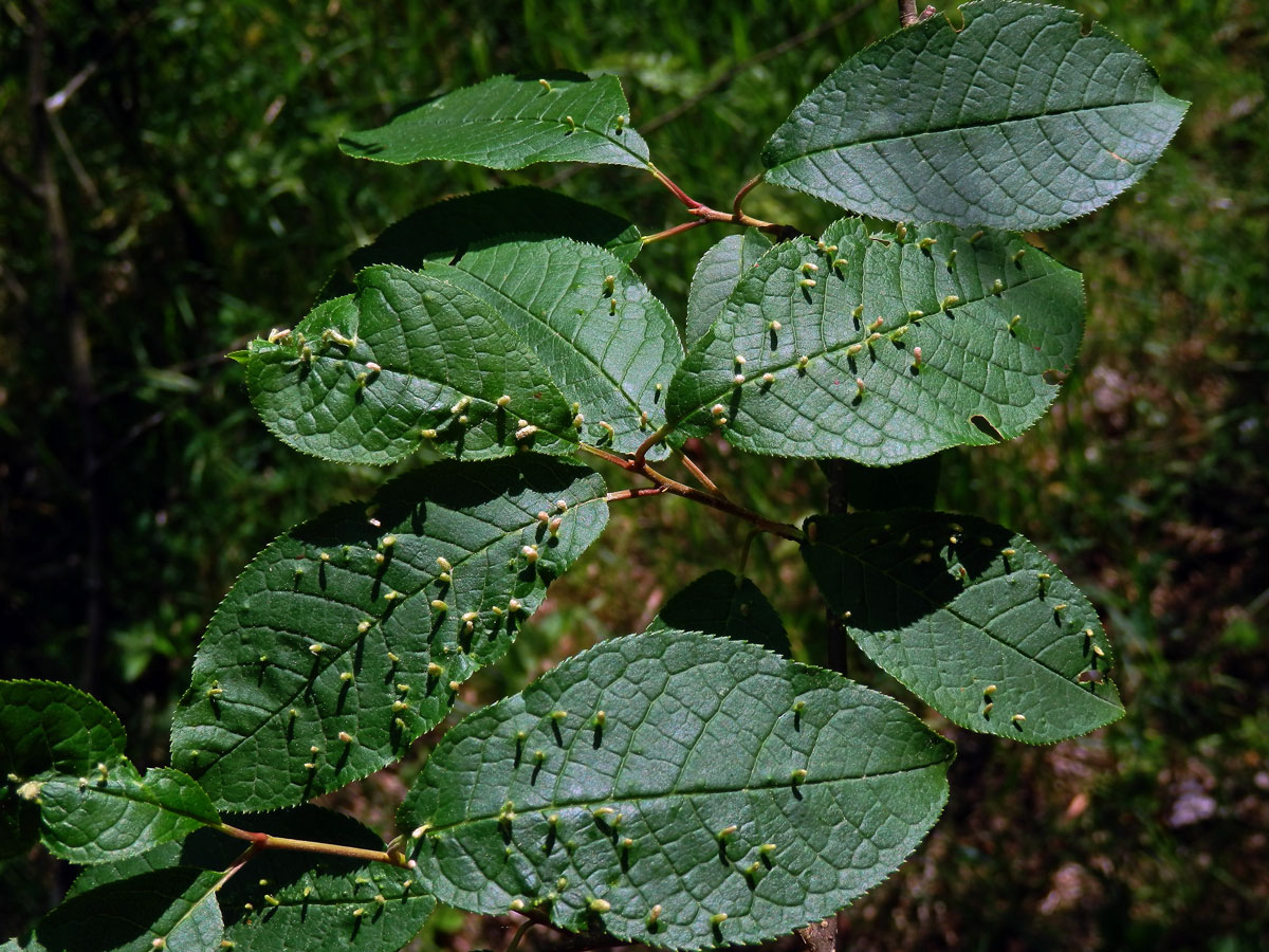 Hálky vlnovníka (Eriophyes paderinus); slivoň střemcha