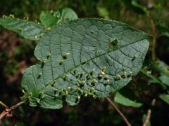 Hálky vlnovníka (Eriophyes paderinus); slivoň střemcha