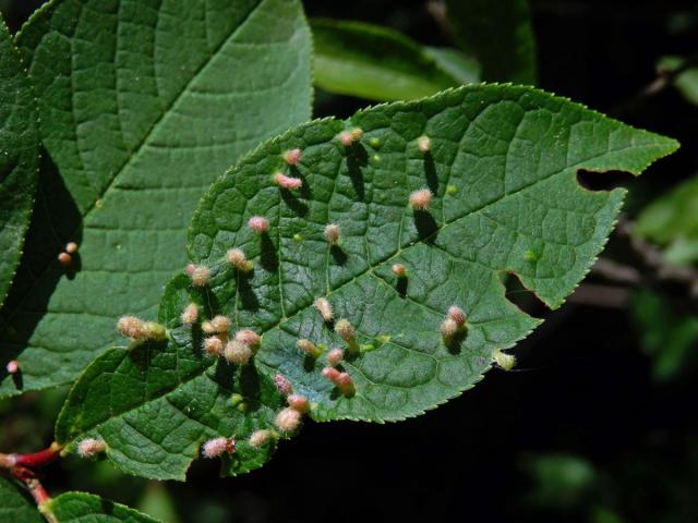 Hálky vlnovníka (Eriophyes paderinus); slivoň střemcha