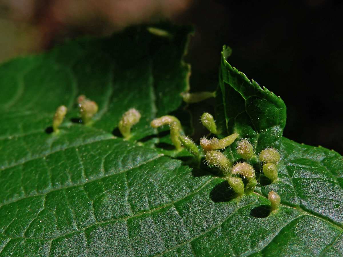 Hálky vlnovníka (Eriophyes paderinus); slivoň střemcha