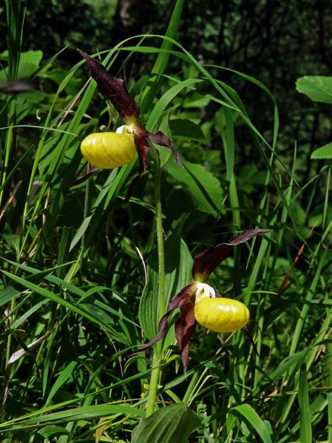 Střevíčník pantoflíček (Cypripedium calceolus L.)