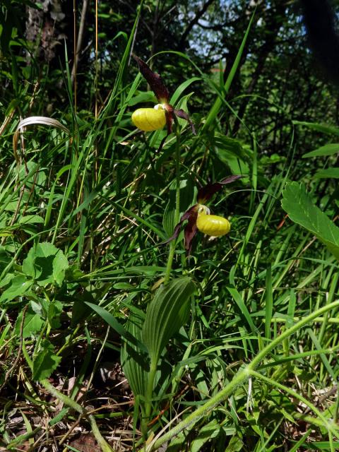 Střevíčník pantoflíček (Cypripedium calceolus L.)