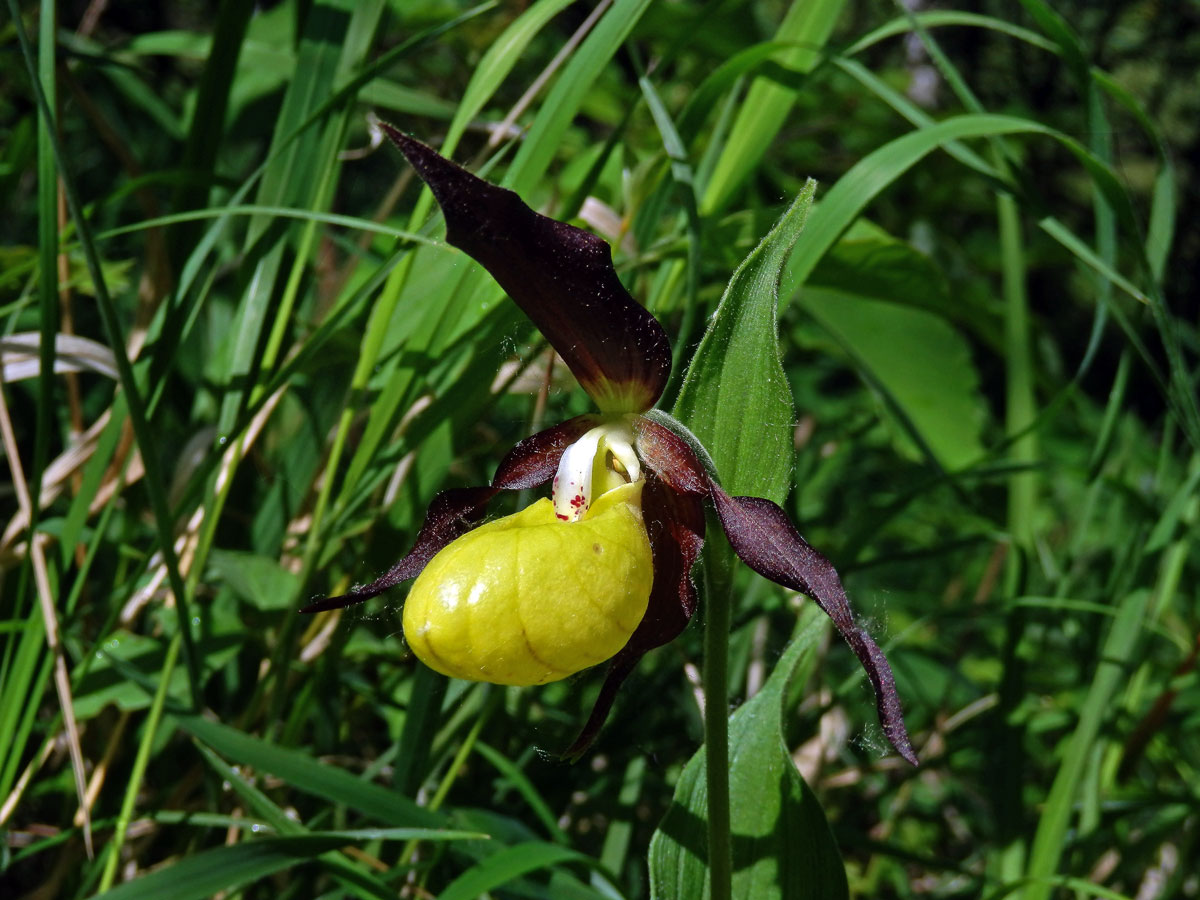 Střevíčník pantoflíček (Cypripedium calceolus L.)