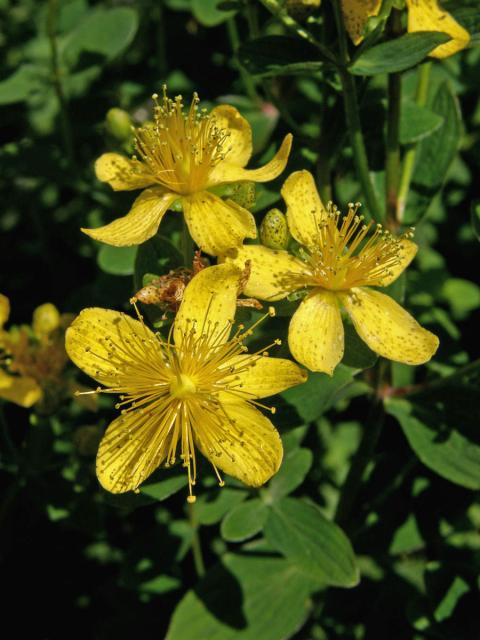 Třezalka tečkovaná (Hypericum perforatum L.)