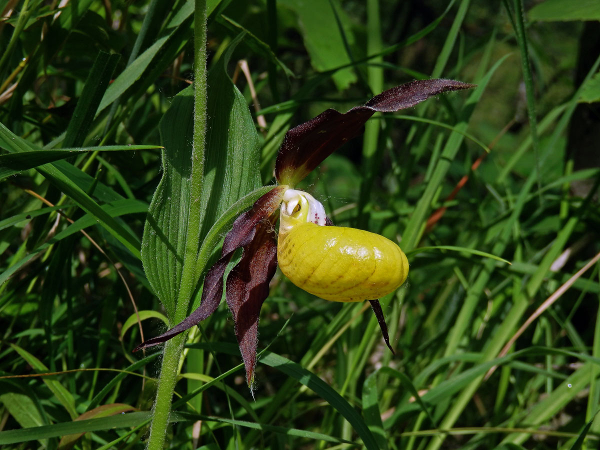 Střevíčník pantoflíček (Cypripedium calceolus L.)