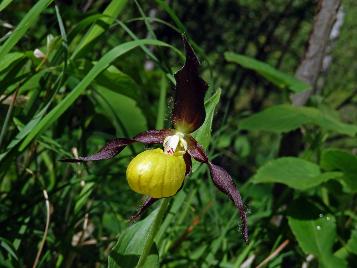 Střevíčník pantoflíček (Cypripedium calceolus L.)