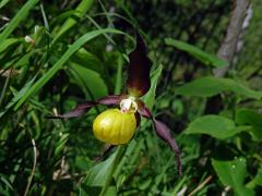 Střevíčník pantoflíček (Cypripedium calceolus L.)