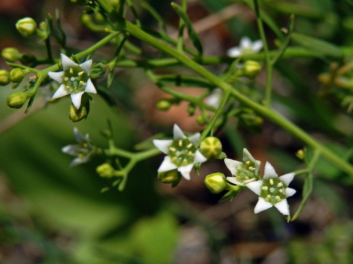 Lněnka lnolistá (Thesium linophyllon L.), šestičetné květy (1a)