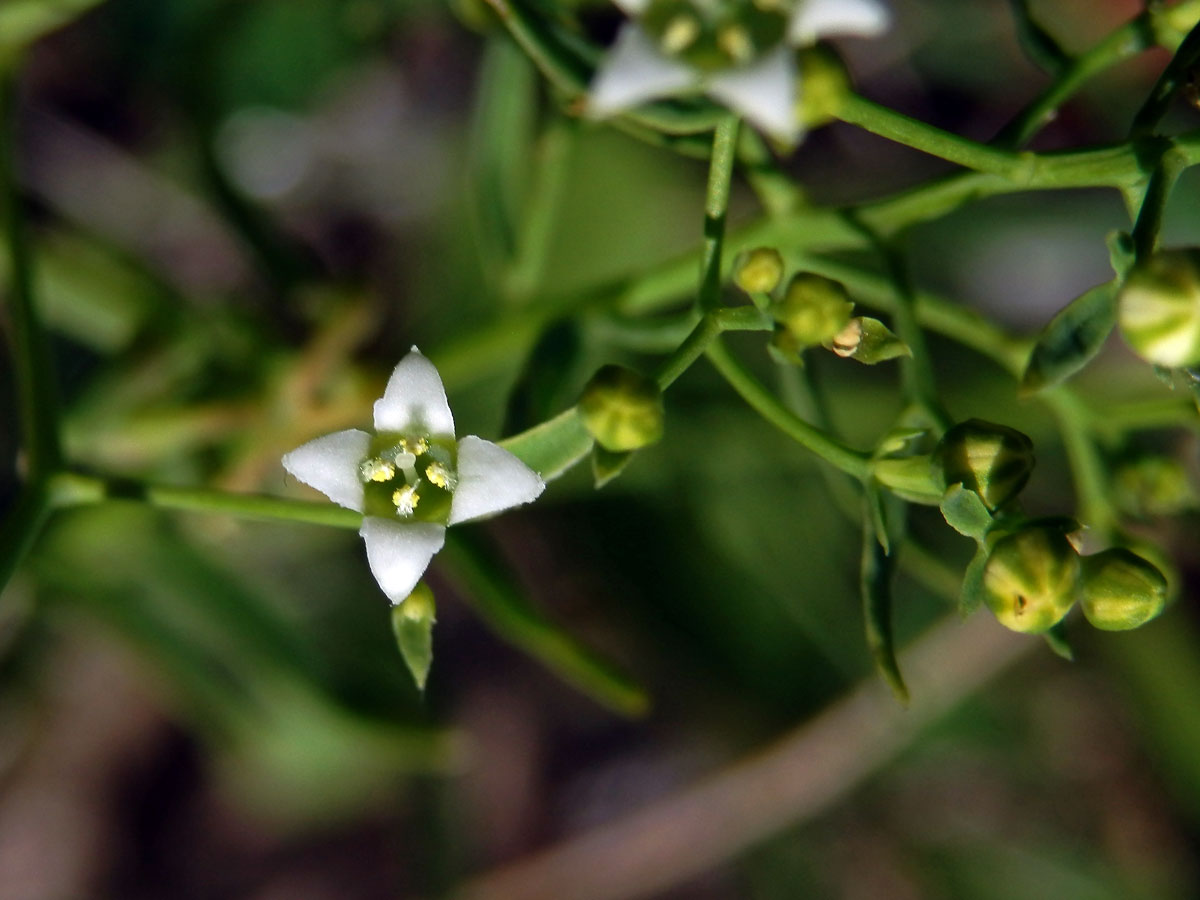 Lněnka lnolistá (Thesium linophyllon L.)