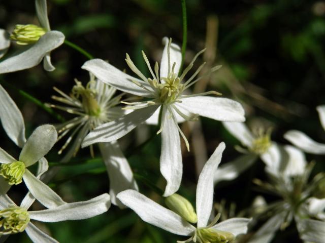 Plamének přímý (Clematis recta L.), pětičetný květ (1)