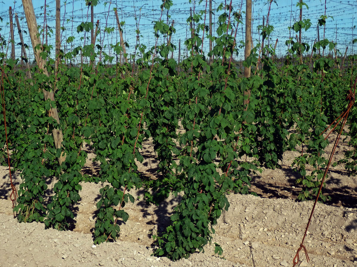 Chmel otáčivý (Humulus lupulus L.)