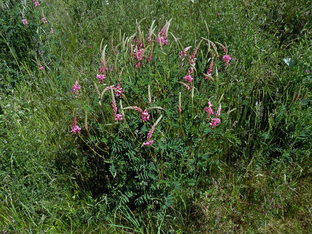 Vičenec ligrus (Onobrychis vicifolia Scop.)