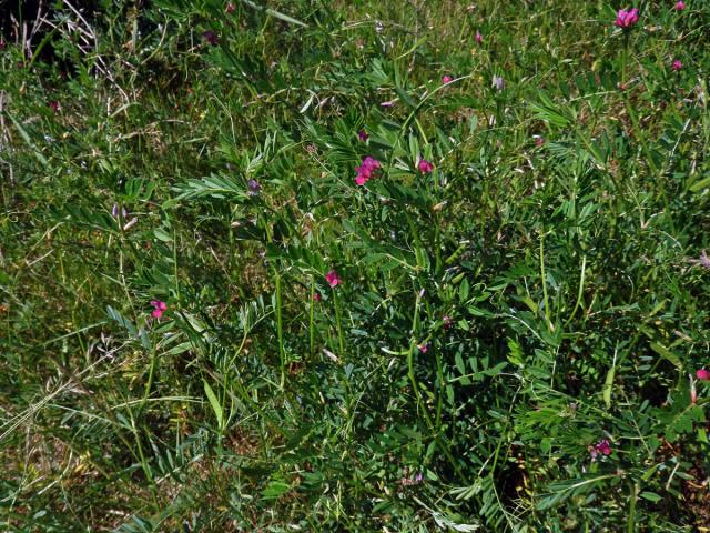 Vikev úzkolistá (Vicia angustifolia L.)