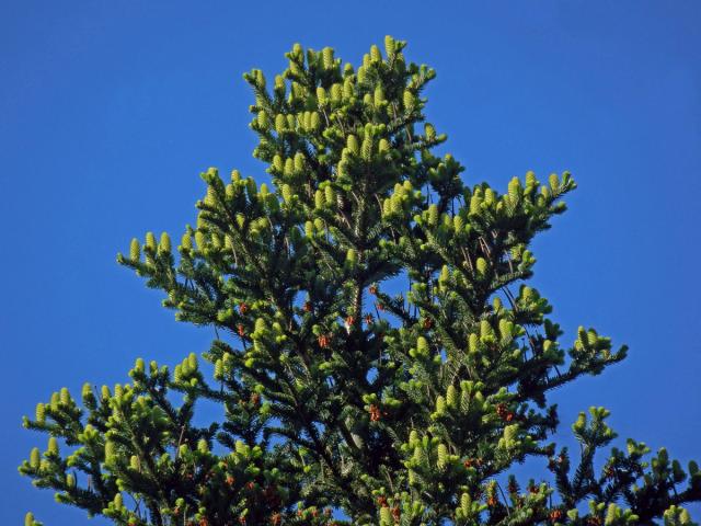 Jedle bělokorá (Abies alba Mill.)