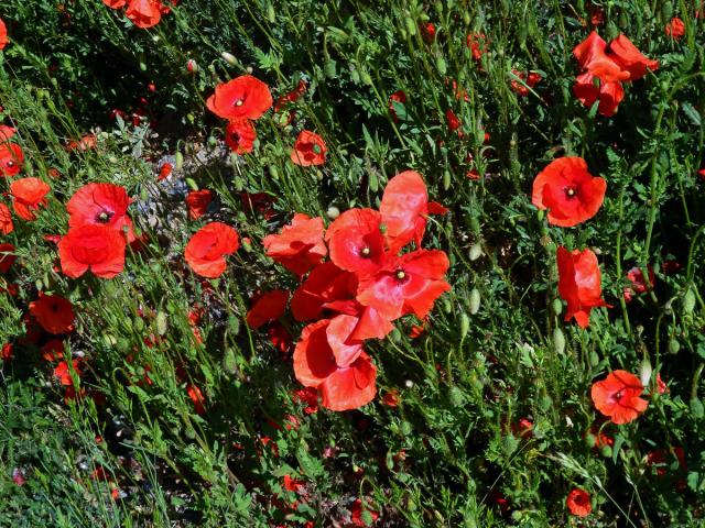 Mák vlčí (Papaver rhoeas L.)