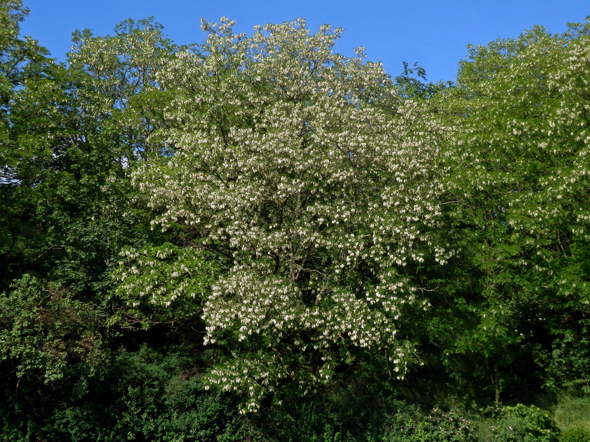 Trnovník akát (Robinia pseudoacacia L.)