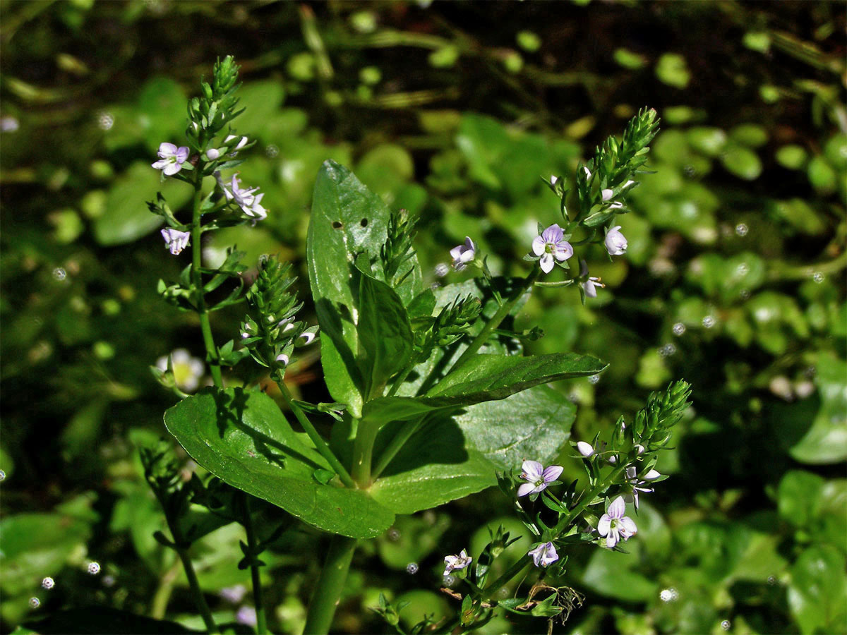 Rozrazil drchničkovitý (Veronica anagallis aquatica L.)