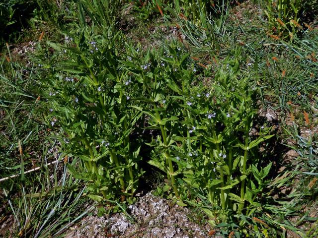 Rozrazil drchničkovitý (Veronica anagallis aquatica L.)