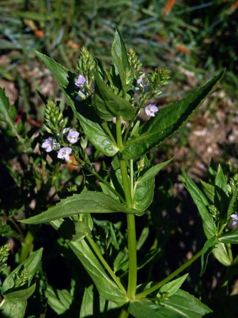 Rozrazil drchničkovitý (Veronica anagallis aquatica L.)