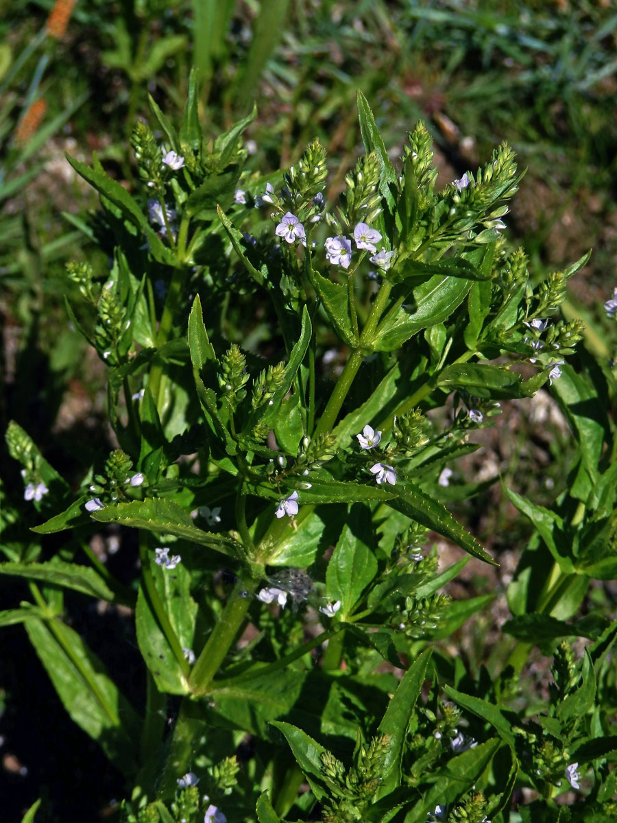 Rozrazil drchničkovitý (Veronica anagallis aquatica L.)