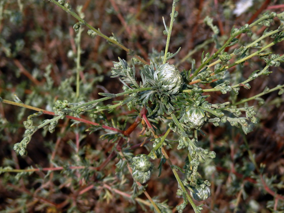 Hálky bejlomorky Rhopalomyia artemisiae na pelyňku přímořském