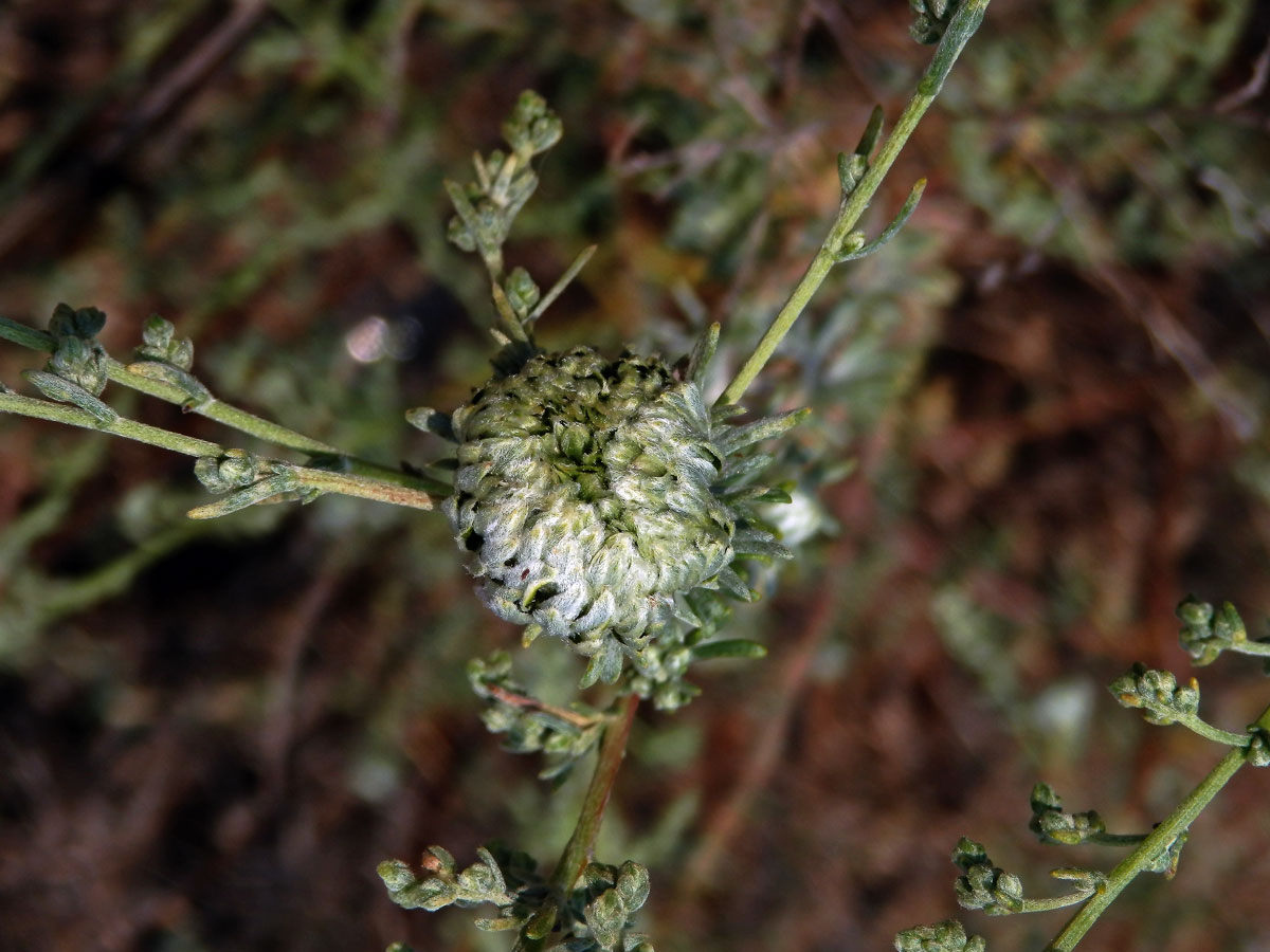 Hálky bejlomorky Rhopalomyia artemisiae na pelyňku přímořském