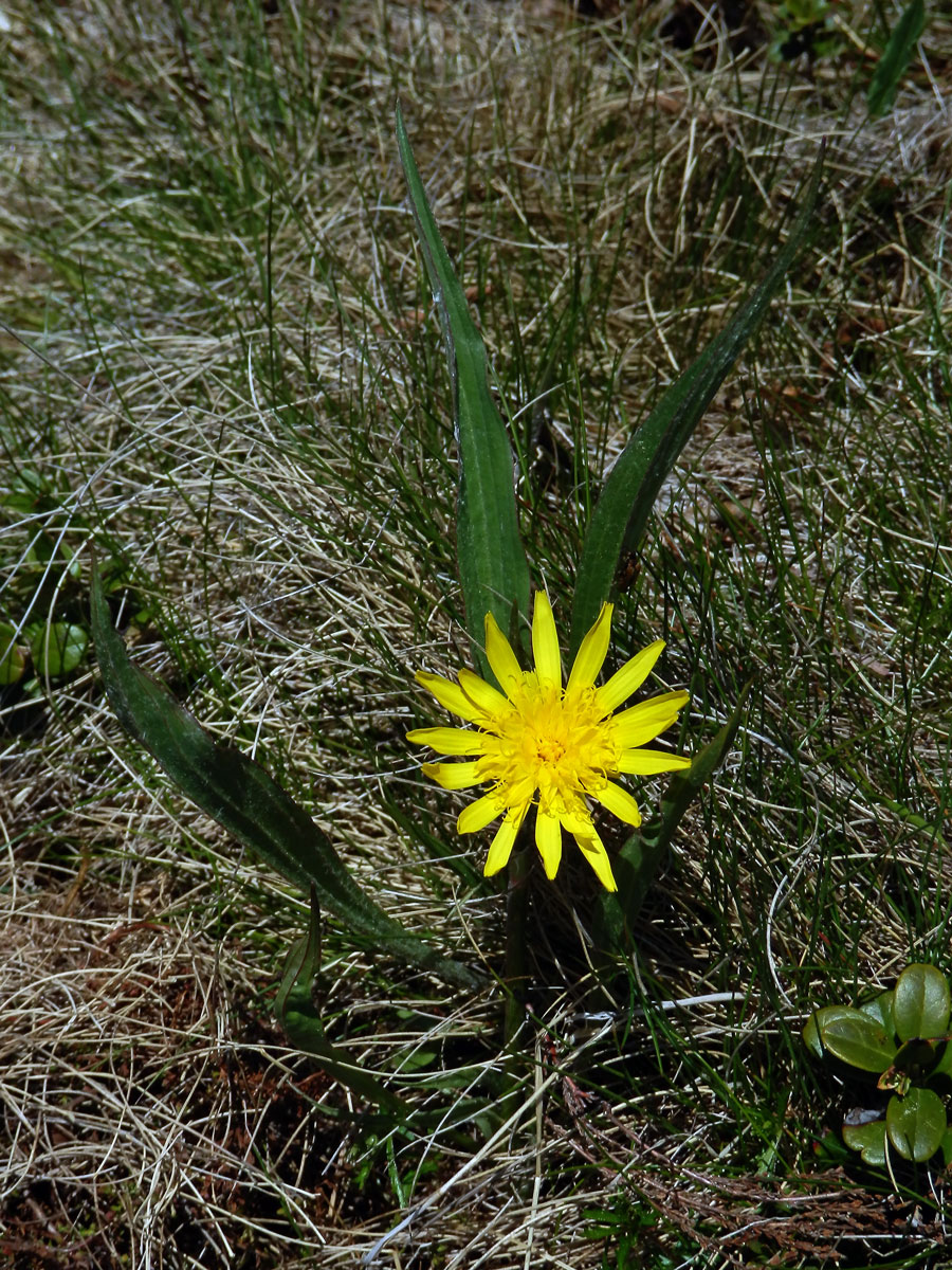 Hadí mord nízký (Scorzonera humilis L.)