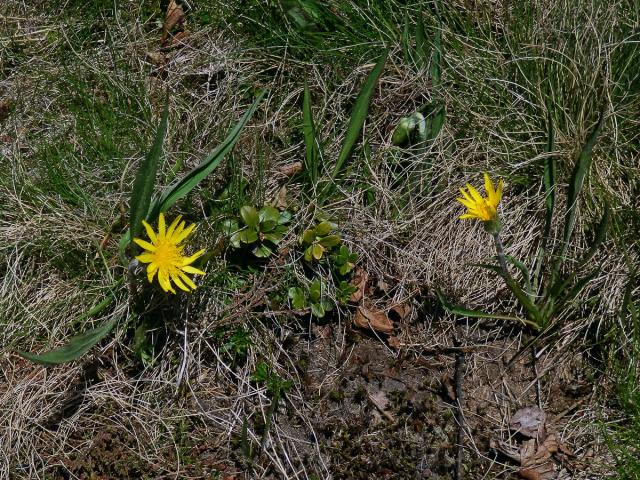 Hadí mord nízký (Scorzonera humilis L.)