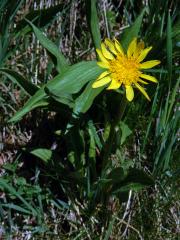 Hadí mord nízký (Scorzonera humilis L.)