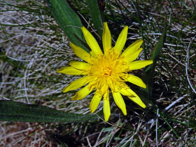 Hadí mord nízký (Scorzonera humilis L.)