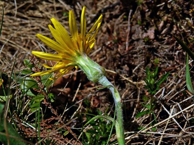 Hadí mord nízký (Scorzonera humilis L.)