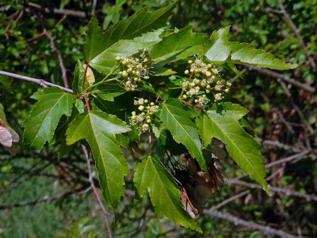Javor ginnala (Acer ginnala Maxim.)