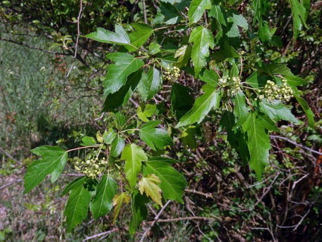 Javor ginnala (Acer ginnala Maxim.)