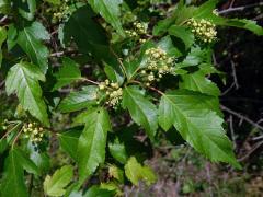 Javor ginnala (Acer ginnala Maxim.)