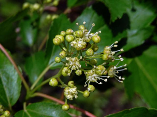 Javor ginnala (Acer ginnala Maxim.)