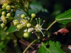 Javor ginnala (Acer ginnala Maxim.)