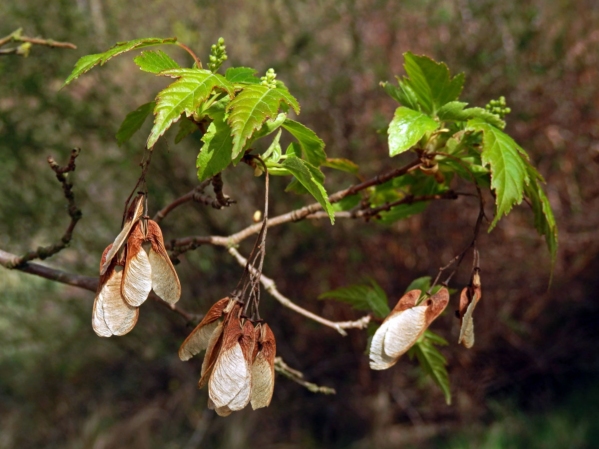 Javor ginnala (Acer ginnala Maxim.)