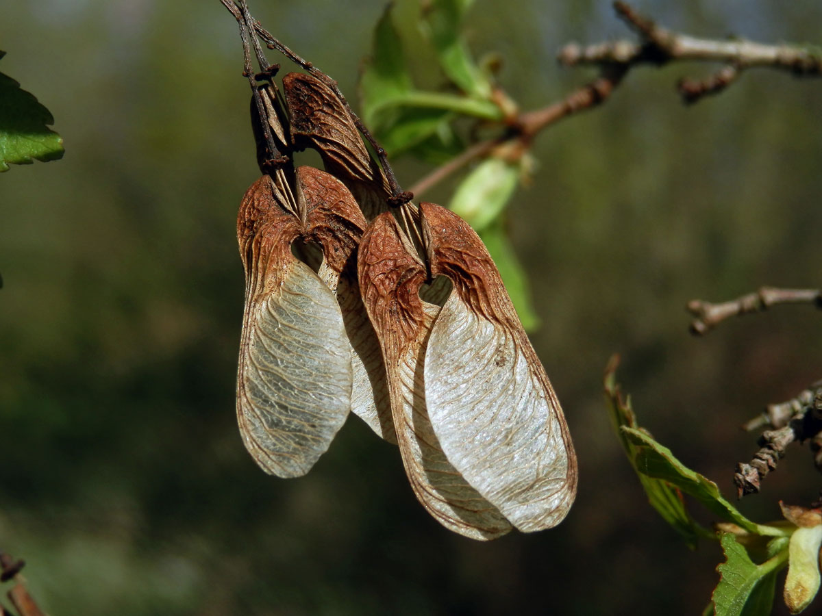 Javor ginnala (Acer ginnala Maxim.)