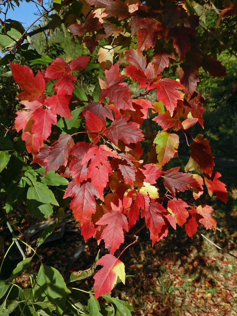 Javor ginnala (Acer ginnala Maxim.)