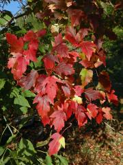 Javor ginnala (Acer ginnala Maxim.)