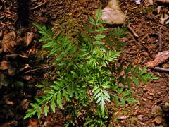 Řeřišnice nedůtklivá (Cardamine impatiens L.)