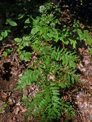 Řeřišnice nedůtklivá (Cardamine impatiens L.)