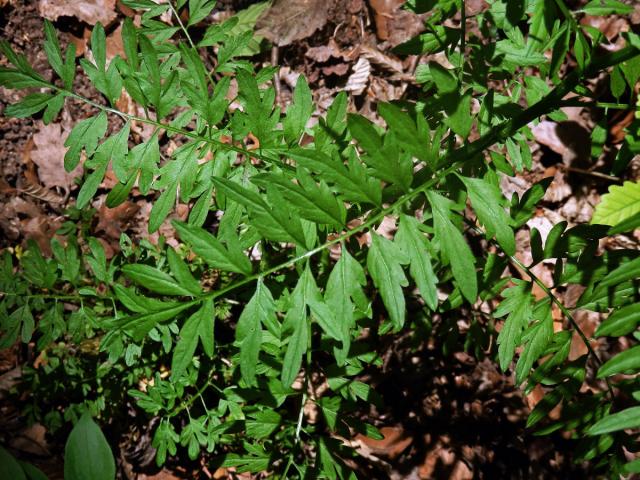 Řeřišnice nedůtklivá (Cardamine impatiens L.)