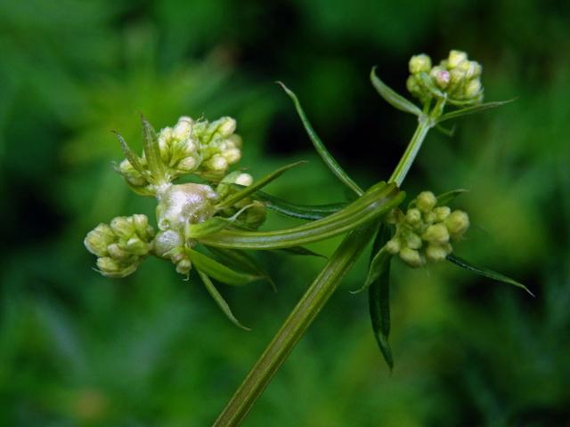 Hálky bejlomorky Geocrypta galii, svízel povázka (Galium mollugo L. s. str.)