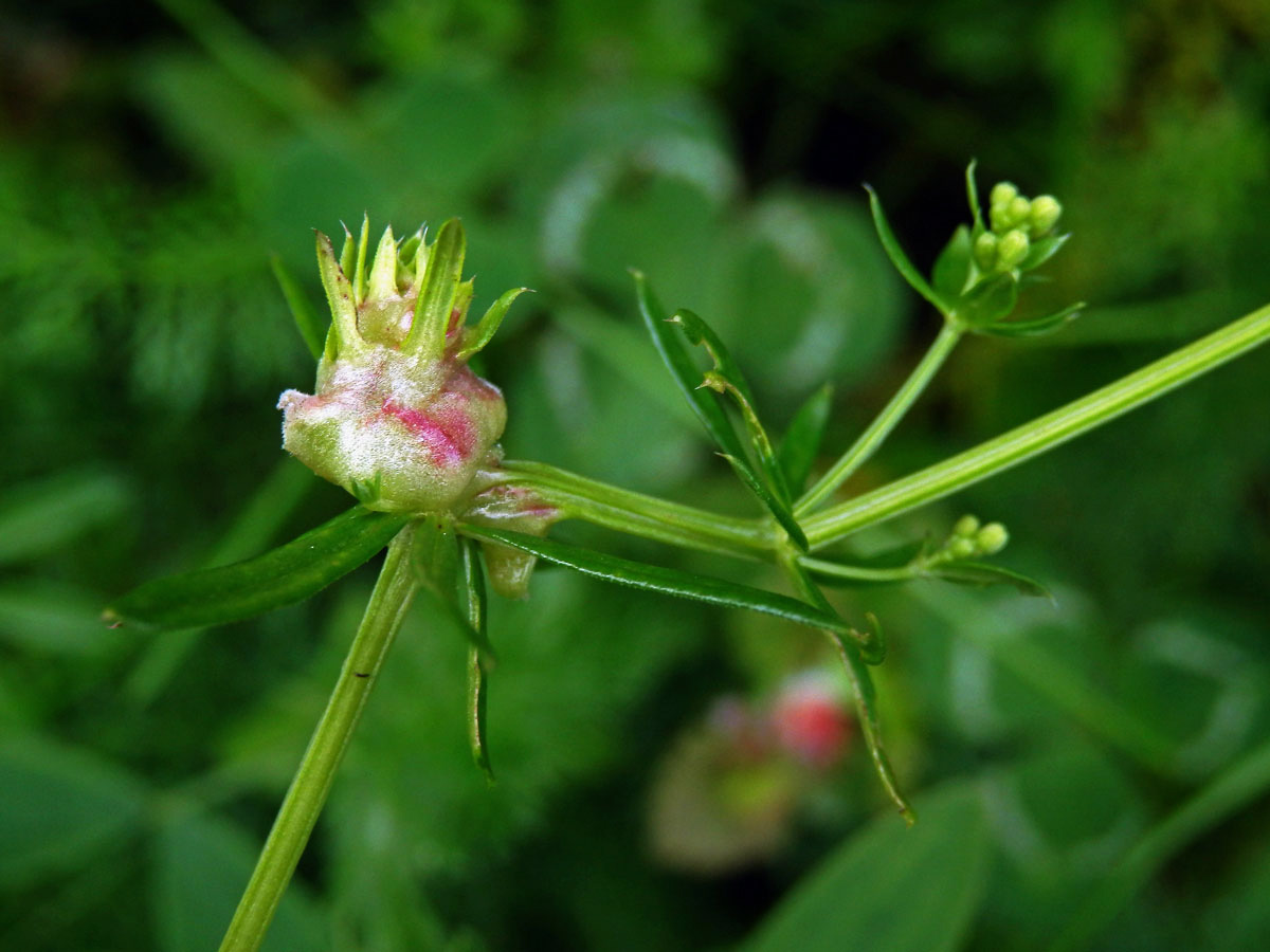 Hálky bejlomorky Geocrypta galii, svízel povázka (Galium mollugo L. s. str.)