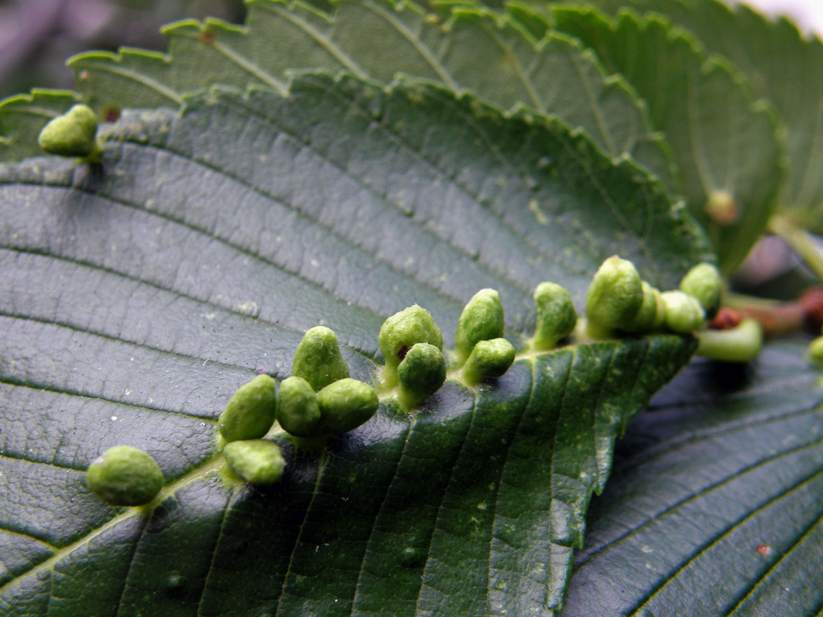 Hálky vlnovníka Eriophyes ulmi, jilm americký