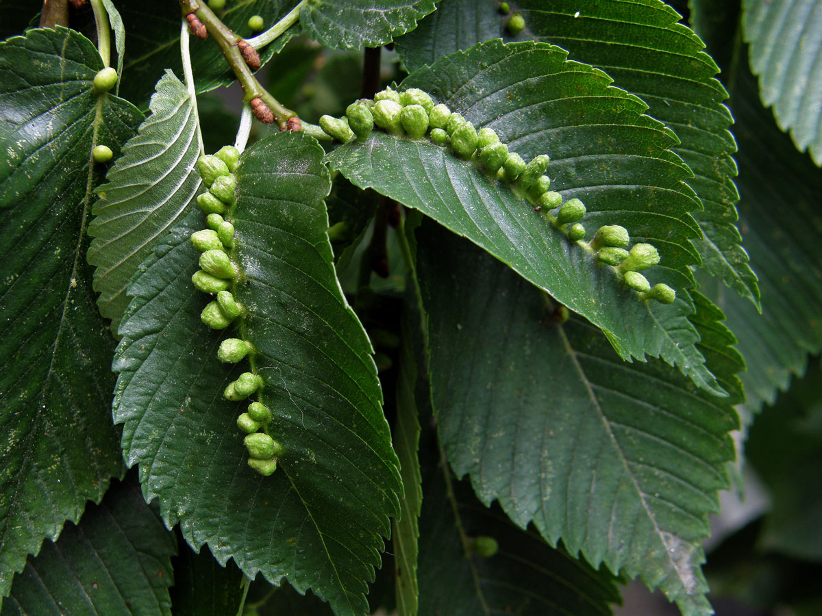 Hálky vlnovníka Eriophyes ulmi, jilm americký