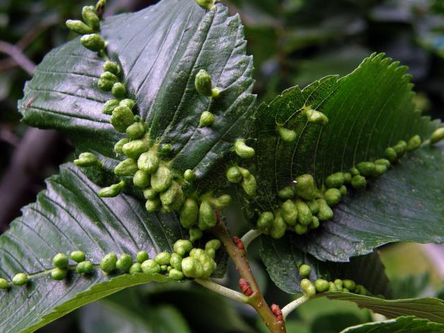 Hálky vlnovníka Eriophyes ulmi, jilm americký