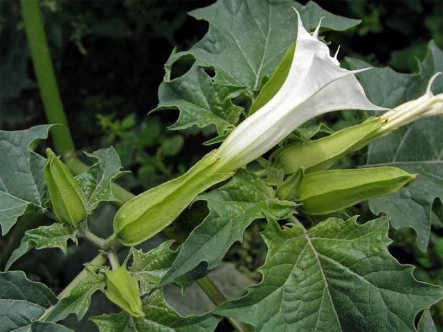 Durman obecný (Datura stramonium L.)