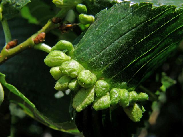 Hálky vlnovníka Eriophyes ulmi, jilm americký